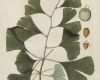 Ginkgo Blatt Vorlage Neu 46 Besten Ginkgo Bilder Auf Pinterest