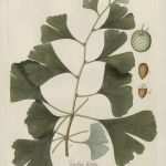 Ginkgo Blatt Vorlage Neu 46 Besten Ginkgo Bilder Auf Pinterest