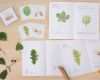 Ginkgo Blatt Vorlage Neu Blatt Herbarium Deckblatt