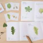 Ginkgo Blatt Vorlage Neu Blatt Herbarium Deckblatt