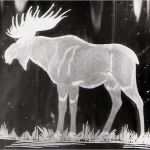 Glasgravur Vorlagen Gut Elch