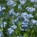 Goldener Schnitt Vorlage Fabelhaft Digitaler Fotokurs Bildausschnitt Bilddiagonalen