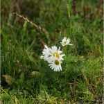 Große Bügelperlen Vorlagen Schön Available Sizes Embedded Codes