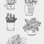 Gutschein Für Pflanzen Vorlage Schönste Pflanzen Zeichnen Für Anfänger Ganz Leicht Gemacht