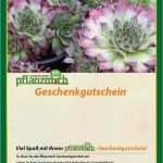 Gutschein Für Pflanzen Vorlage Wunderbar Geschenkgutschein Pflanzmich Einkaufsgutschein