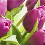 Gutschein Vorlage Docx Einzigartig Gutscheine Heilpraxis Für Frauen Hamburg