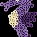 Hama Maxi Bügelperlen Vorlagen Inspiration Hama Seepferd Bügelperlenbild Vorlagen