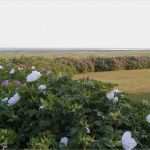 Hausbeschreibung Vorlage Wunderbar Hausbeschreibung Der Ferienwohnungen Auf Baltrum