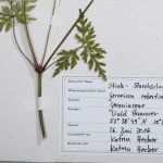 Herbarium Etiketten Vorlagen Best Of Das Herbarium Kosmos Verlag