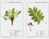 Herbarium Etiketten Vorlagen Einzigartig "naturkalender" Naturfotografie Und Kalendererstellung