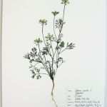 Herbarium Etiketten Vorlagen Erstaunlich 82 Besten Herbarium Bilder Auf Pinterest
