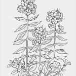 Herbarium Etiketten Vorlagen Erstaunlich Растения Раскраски распечатать бесплатно