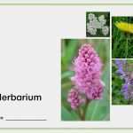 Herbarium Etiketten Vorlagen Erstaunlich Herbarium Deckblatt 1 Sachkunde Schule