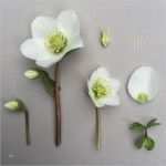 Herbarium Etiketten Vorlagen Großartig Die Besten 25 Herbarium Vorlage Ideen Auf Pinterest