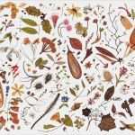 Herbarium Etiketten Vorlagen Großartig Herbarium Specimen Painting Page 7 Rachel Pedder Smith