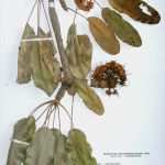 Herbarium Etiketten Vorlagen Gut Herbarium –