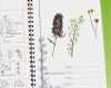 Herbarium Etiketten Vorlagen Hübsch Großzügig Herbarium Etikettenvorlage Ideen