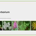 Herbarium Etiketten Vorlagen Schönste Herbarium Deckblatt Zum Ausdrucken