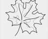 Herbstblätter Vorlagen Kostenlos Cool Ahornblatt Malvorlage Gratis Herbst