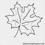 Herbstblätter Vorlagen Kostenlos Cool Ahornblatt Malvorlage Gratis Herbst