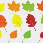 Herbstblätter Vorlagen Kostenlos Hübsch Sammlung Von Bunten Herbstblätter Auf Weißem Hintergrund