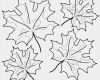 Herbstdeko Fenster Vorlagen Genial Ahornblatt Ausmalbild Gratis