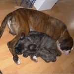 Hier Entsteht Eine Neue Website Vorlage Gut Boxer Lennox Vom Old Blak Hier Entsteht Mit Web Gear