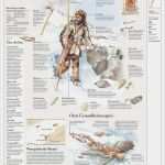 Höhlenmalerei Vorlagen Wunderbar Der Eismann Eine Oetzi Infografik