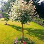 Holzfiguren Für Den Garten Vorlagen Schönste Schnellwachsende Bäume Für Den Garten Schnell Wachsende
