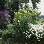 Holzfiguren Für Den Garten Vorlagen Wunderbar Schöne Blütensträucher Für Den Garten