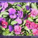 Homepage Vorlagen HTML Kostenlos Bewundernswert Homepage Vorlagen Download Kostenlos Filesphere