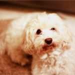 Hör Zu Kündigen Vorlage Schönste Wie Hunde Lernen Können Besser Auf Den Besitzer Zu Hören