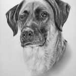 Hose Nach Vorlage Schneidern Lassen Best Of Tierportraits Nach Fotovorlage Tiermaler &amp; Tierzeichner