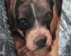 Hunde Tattoos Vorlagen Fabelhaft 24 Wundervolle Hunde Tattoos – Tattoo Spirit
