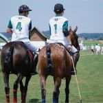 Hundehaftpflicht Kündigen Hund tot Vorlage Angenehm Auf Der Suche Nach Den Rossknödeln Pferdemist