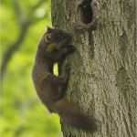 Hundehaftpflicht Kündigen Hund tot Vorlage Best Of Marder Gegen Katze Wk 0051 Ultrasonic Gegen Marder Hund