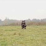 Hundehaftpflicht Kündigen Hund tot Vorlage Bewundernswert Lockbild De Luxe Wild Und Hund