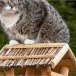 Hundehaftpflicht Kündigen Hund tot Vorlage Cool Marder Gegen Katze Wk 0051 Ultrasonic Gegen Marder Hund