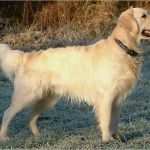 Hundehaftpflicht Kündigen Hund tot Vorlage Erstaunlich Fehlschuss Jäger Erschießt Bei Vollmond Golden Retriever