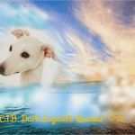 Hundehaftpflicht Kündigen Hund tot Vorlage Fabelhaft Hund Verstorben