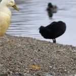 Hundehaftpflicht Kündigen Hund tot Vorlage Luxus Schweifhaare Verraten Menüplan Von Drei Pferdearten In