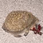 Hundehaftpflicht Kündigen Hund tot Vorlage Luxus Sehr Stark Verletzten Igel Gefunden Was soll Ich Tun