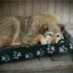 Hundehaftpflicht Kündigen Hund tot Vorlage Wunderbar Hund Verstorben