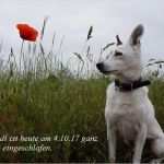 Hundehaftpflicht Kündigen Hund tot Vorlage Wunderbar Hund Verstorben