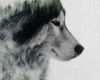 Husky Tattoo Vorlagen Best Of Die Besten 25 Aquarell Wolf Tattoo Ideen Auf Pinterest