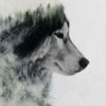Husky Tattoo Vorlagen Best Of Die Besten 25 Aquarell Wolf Tattoo Ideen Auf Pinterest