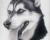Husky Tattoo Vorlagen Elegant &quot;husky&quot; by Alishamarie12viantart