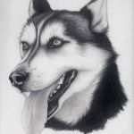 Husky Tattoo Vorlagen Elegant &quot;husky&quot; by Alishamarie12viantart