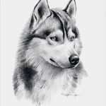 Husky Tattoo Vorlagen Erstaunlich Siberian Husky Kunstdruck Bleistiftzeichnung Von Künstler Dj