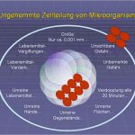 Hygieneschulung Gastronomie Vorlage Wunderbar Haccp Hygieneschulung Haccp Schulung Auf Cd Rom Vorlage
